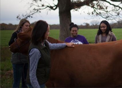 Dr. Brown with students and cow